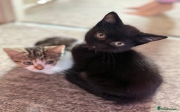 Mixed Breed cats for sale: Beautiful kittens ready for new home  - Image 18