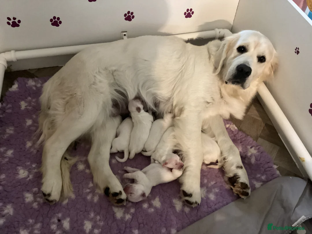 Golden Retriever dogs for stud: Stud dog for sale or pet home  - Advert 5