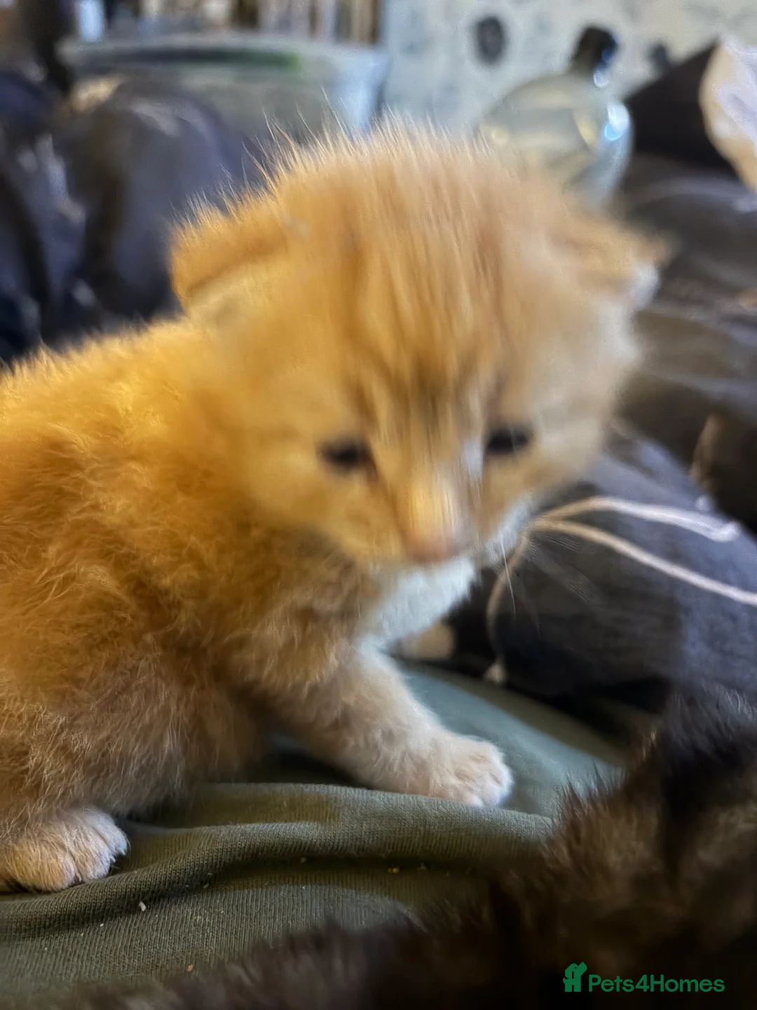 Bengal cats for sale: Bangle Ginger  - Advert 2