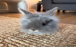 Lionhead rabbits for sale: Lionhead Brown & Blue Otters  - Advert 5