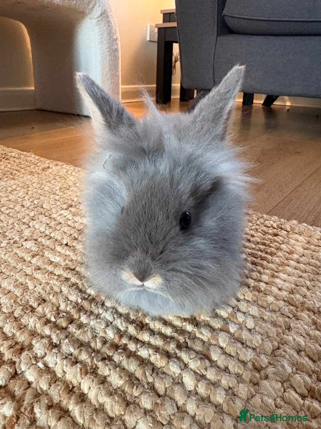 Lionhead rabbits for sale: Lionhead Brown & Blue Otters  - Advert 5