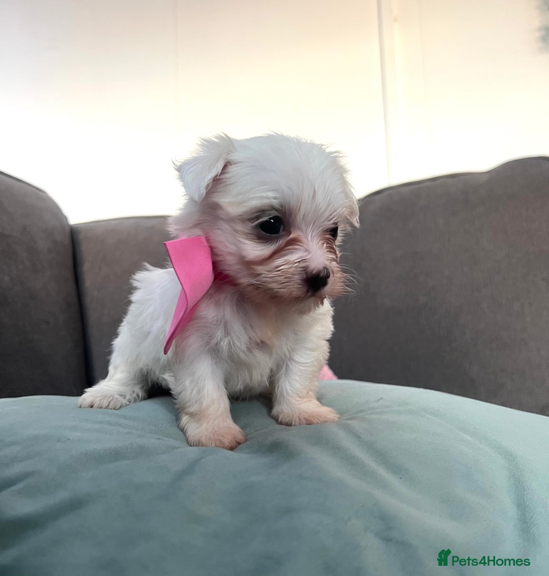 Maltese dogs for sale: Maltese puppies available 🩵🩷💚  - Image 7