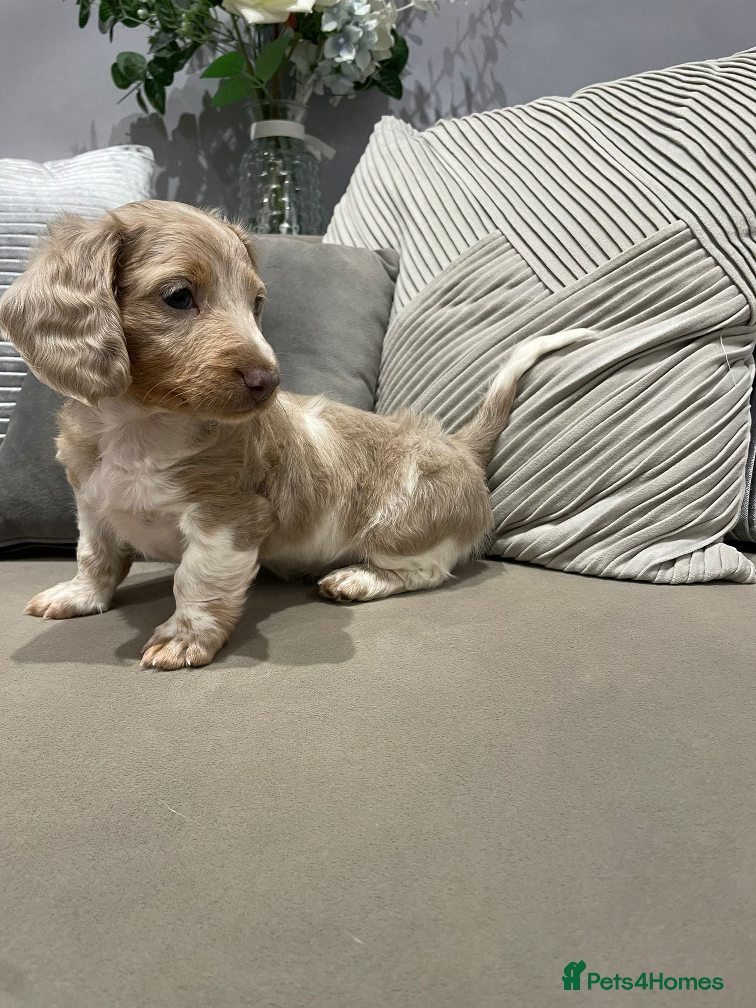 Miniature Dachshund dogs Isabella and tan piebald long hair   - Advert 7