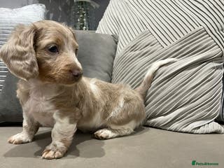 Miniature Dachshund dogs Isabella and tan piebald long hair - Advert 9