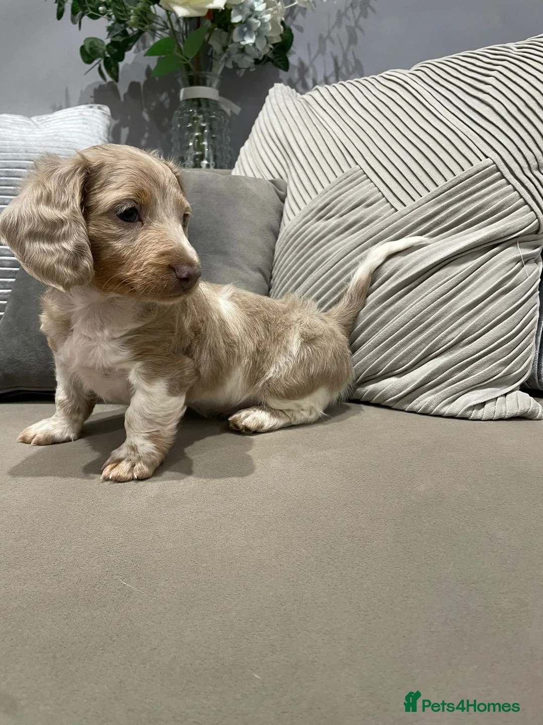 Miniature Dachshund dogs for sale: Isabella and tan piebald long hair   - Advert 1