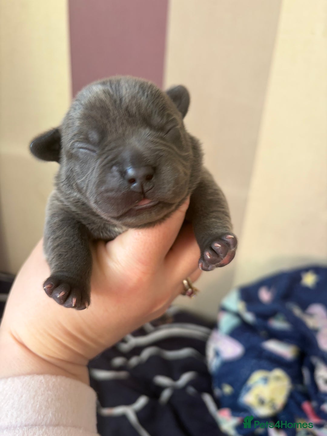 Mixed Breed dogs for sale: Staffy mixed French bulldog puppies  - Advert 10