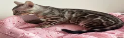 Bengal cats for sale: Exceptional Pure Pedigree Silver Grey TICA Bengal - Advert 15