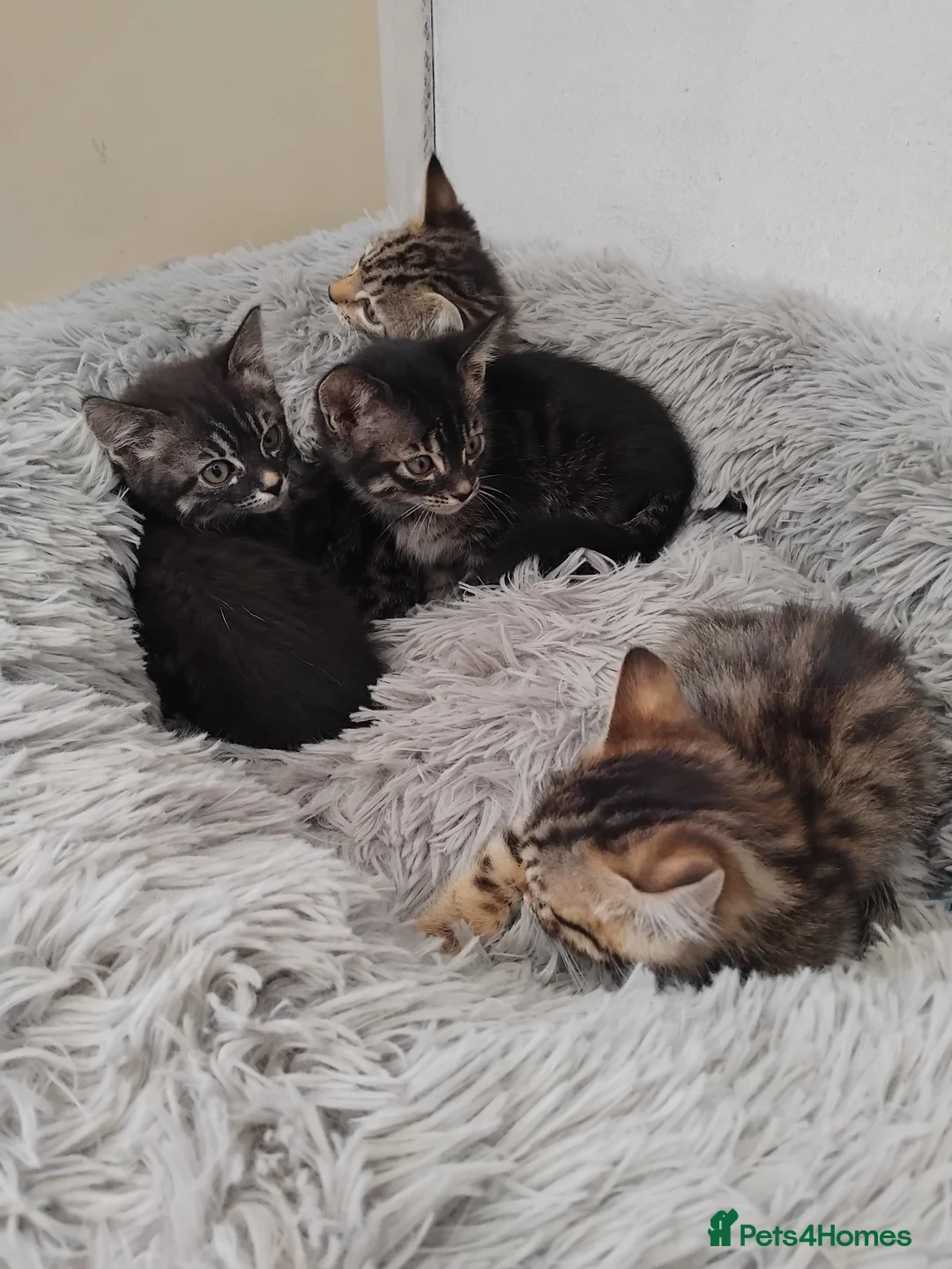 Bengal cats for sale: Bengal kittens 4 Girls  - Advert 2