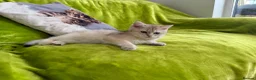 British Longhair cats for sale: Pure Bread British Longhair and Shorthair kittens - Advert 10