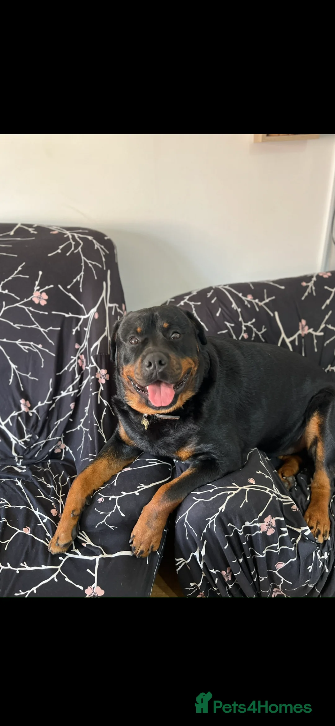 Rottweiler dogs for stud: Max Champion  in Walsall - Advert 15