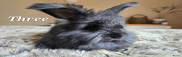 Angora rabbits for sale: Quality Angora Rabbits  - Advert 7