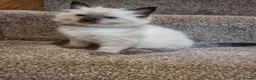 Ragdoll cats for sale: Ragdoll kittens  in Knottingley - Advert 14