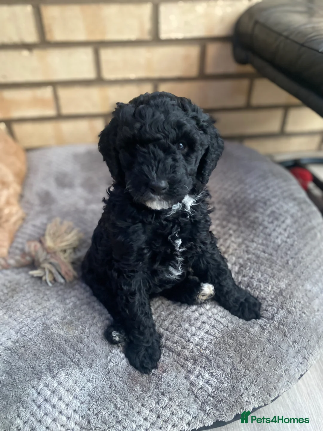 Goldendoodle dogs for sale: Rosa's Rascals Miniature Goldendoodles F2BB's - Advert 2