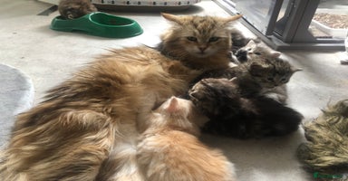 Siberian cats - Advert 14