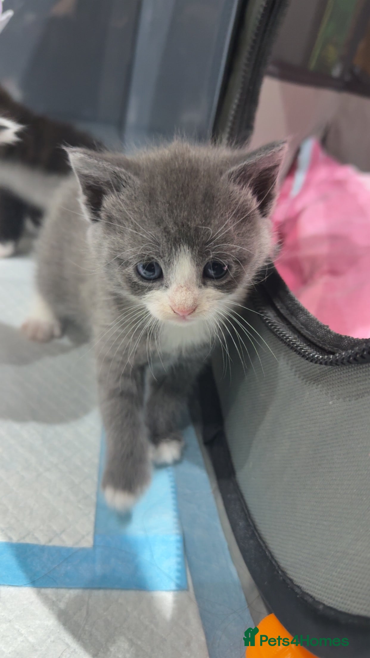 Domestic Shorthair cats Playful Litter of 6 Grey/Black/White Kittens - Advert 2
