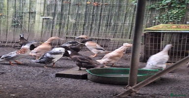 Ducks poultry - Advert 2