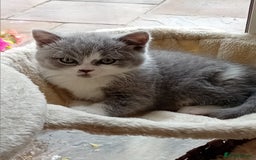 British Shorthair cats for sale: Gorgeous British short-hair kittens  - Image 30
