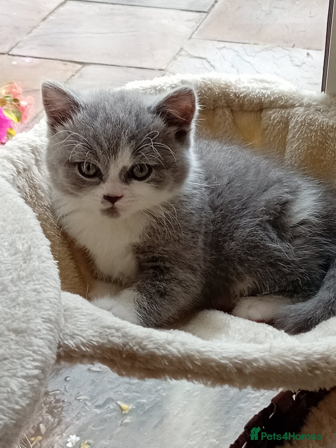 British Shorthair cats for sale: Gorgeous British short-hair kittens  - Image 30