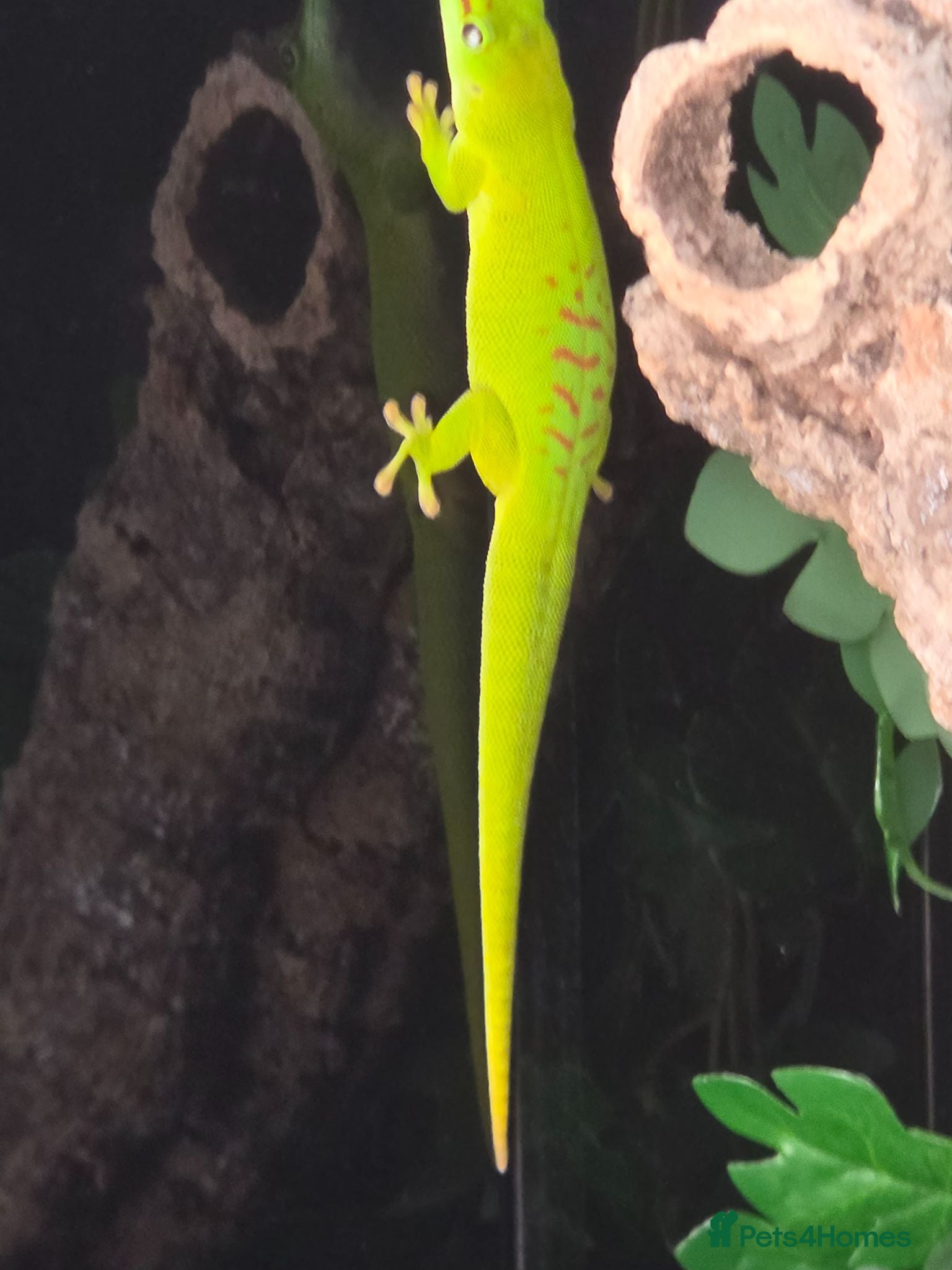 Gecko reptiles  giant Madagascan day Gecko - Advert 1