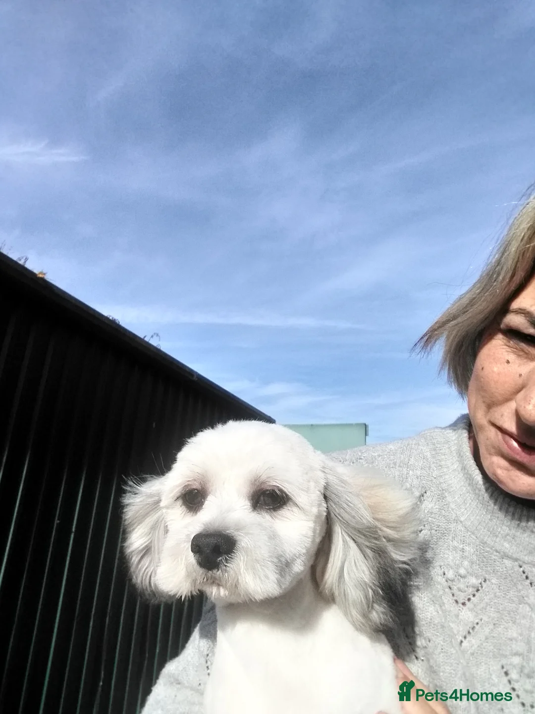 Lhasa Apso dogs for stud: KC Registered, Lhasa Apso Stud Randy in March - Advert 3