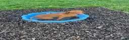 Hungarian Vizsla dogs for sale: KC Viszla needs rehoming 1 year 2 months - Advert 14