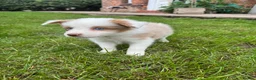 Border Collie dogs for sale: Our Bred Border Collie Puppies For Sale - Advert 20