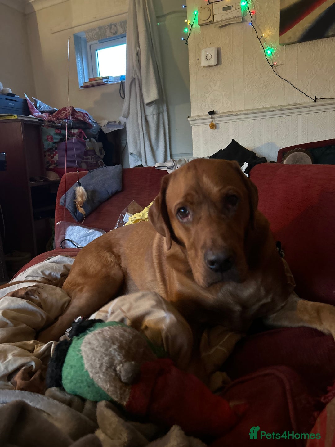 Labrador Retriever dogs for sale: A large Labrador  - Advert 1