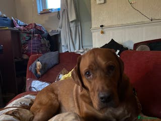 Labrador Retriever dogs A large Labrador - Advert 17