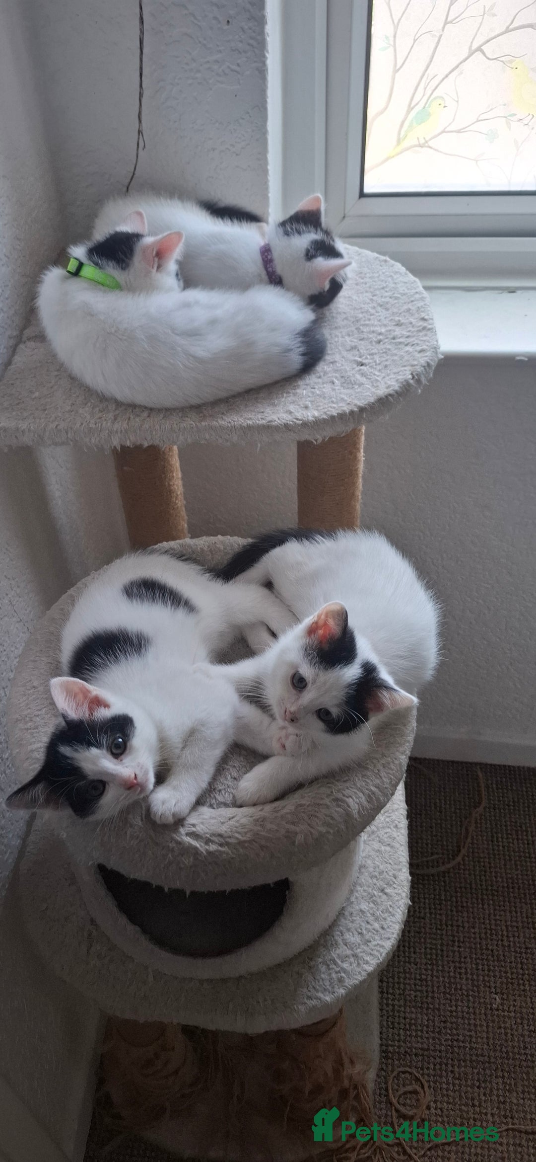 Mixed Breed cats for sale: Cute Furry Friends Ready to find new home. - Image 18