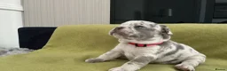 French Bulldog dogs for sale: French bulldog  - Advert 7
