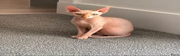 Sphynx cats for sale: Ginger Sphynx female for sale  - Advert 4