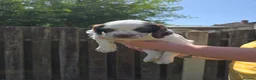 Sprocker dogs for sale: Sprockers - Advert 7