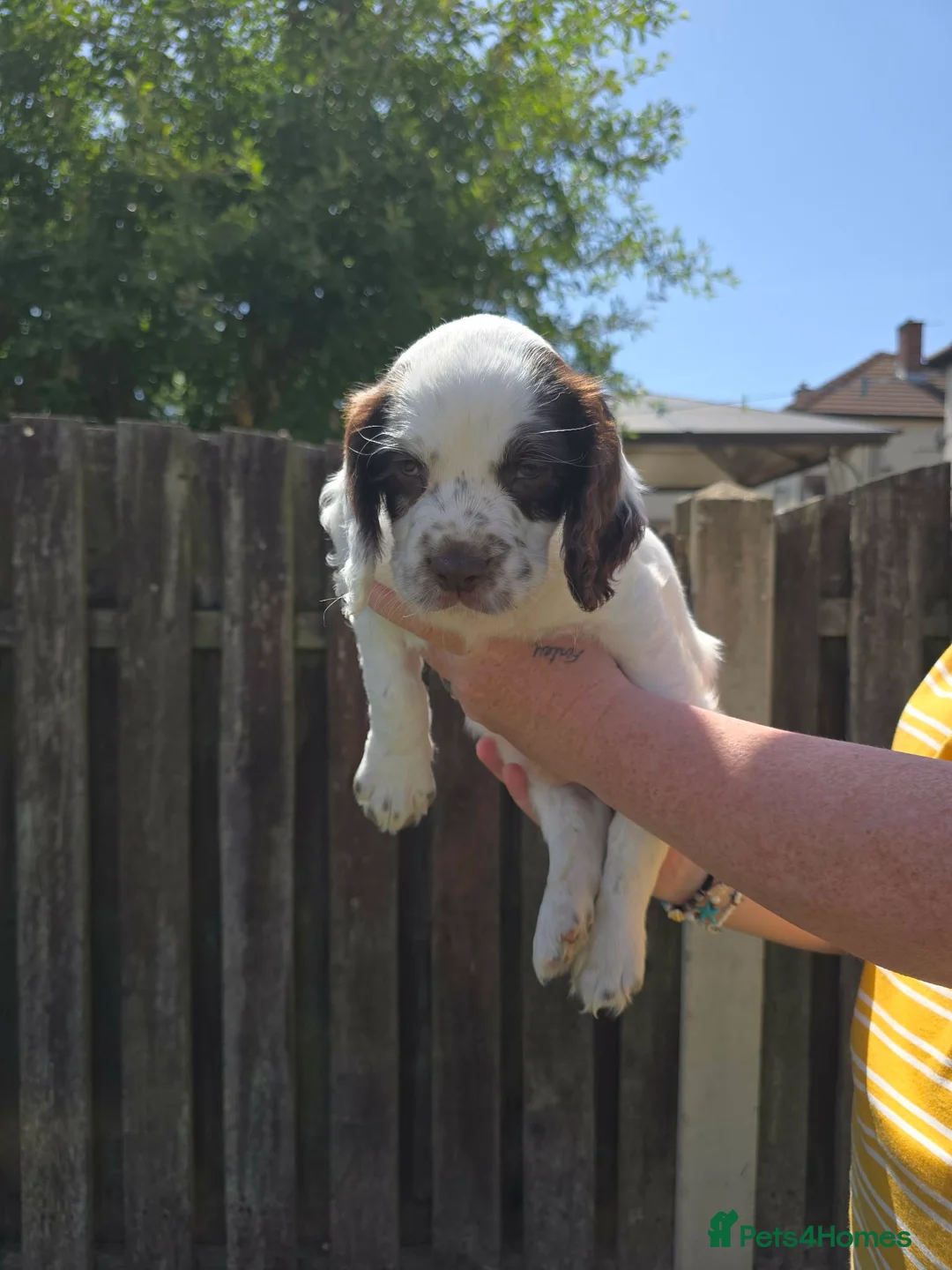 Sprocker dogs for sale: Sprockers - Advert 7