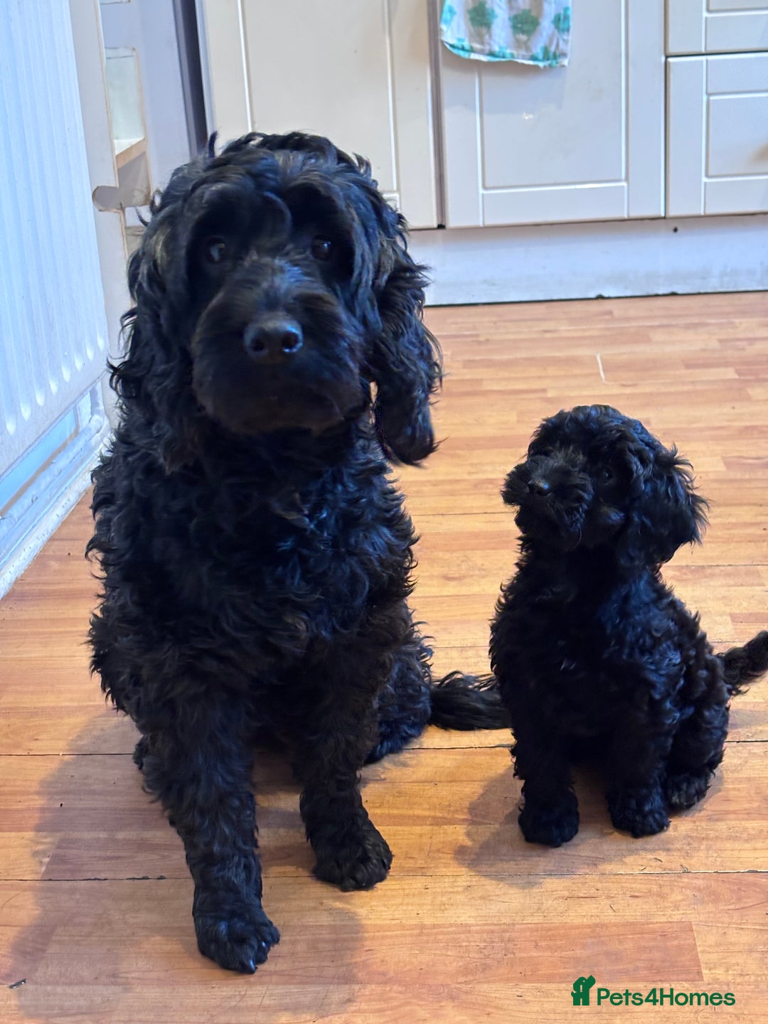 Sproodle dogs for sale: 10 FB2 sproodles puppies  - Advert 8