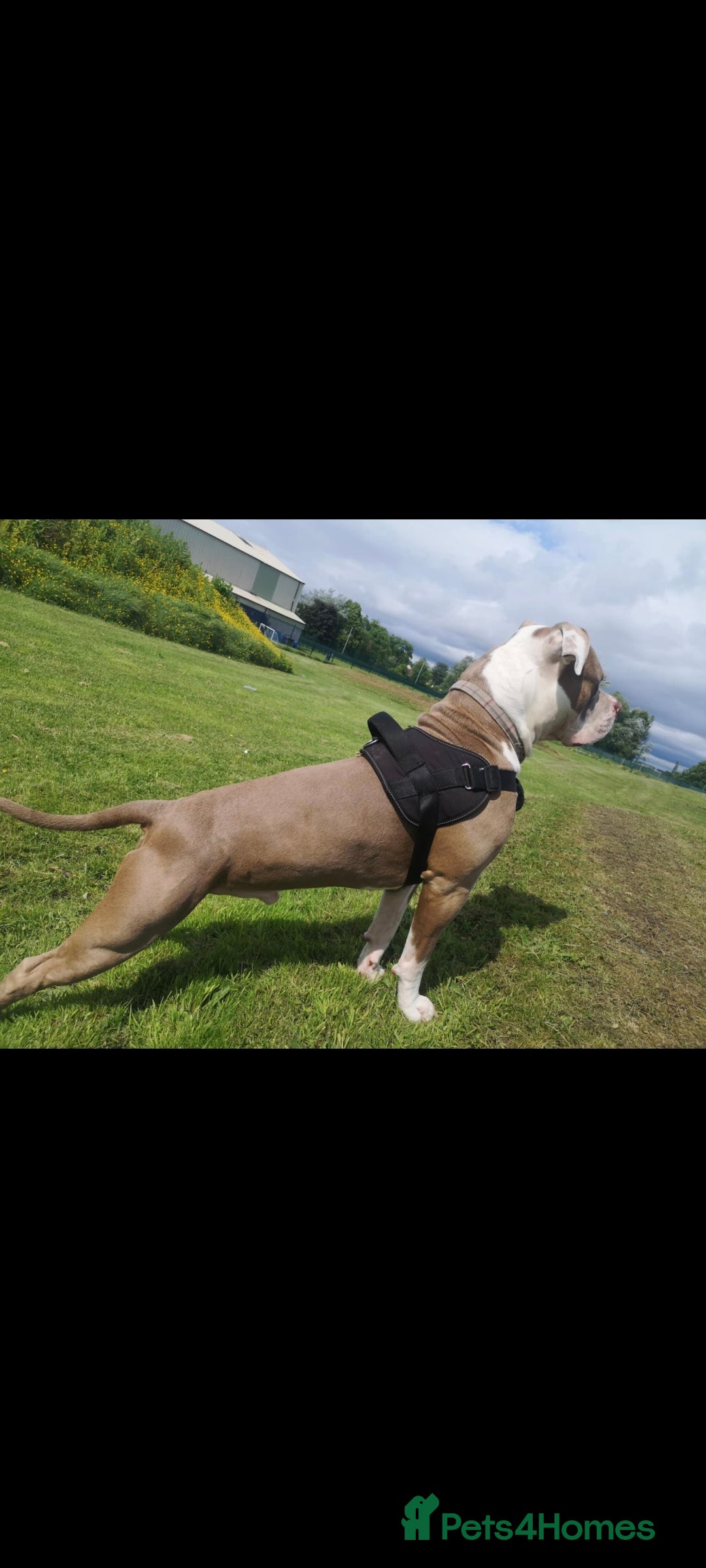 American Bulldog dogs for stud: American Bulldog for stud in Johnstone - Advert 1