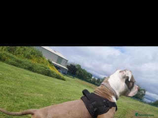 American Bulldog dogs American Bulldog for stud in Johnstone - Advert 1