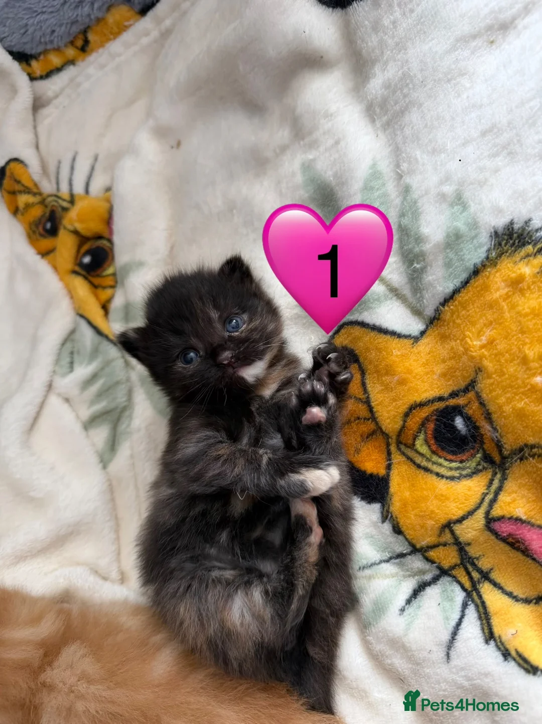 Domestic Shorthair cats for sale: Beautiful Kittens  in Sheerness - Advert 2