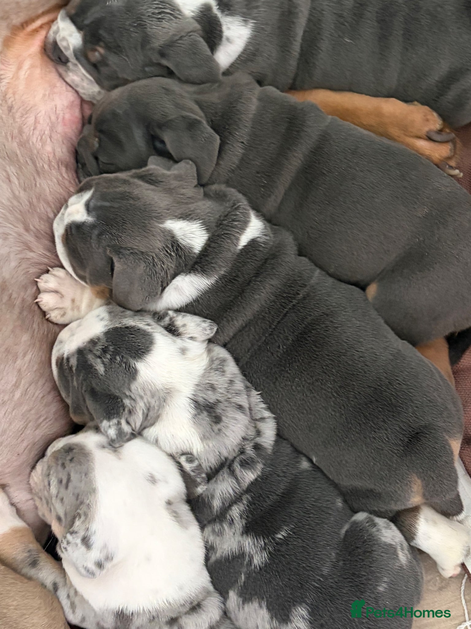 Mixed Breed dogs Olde English bulldog puppies  - Advert 2