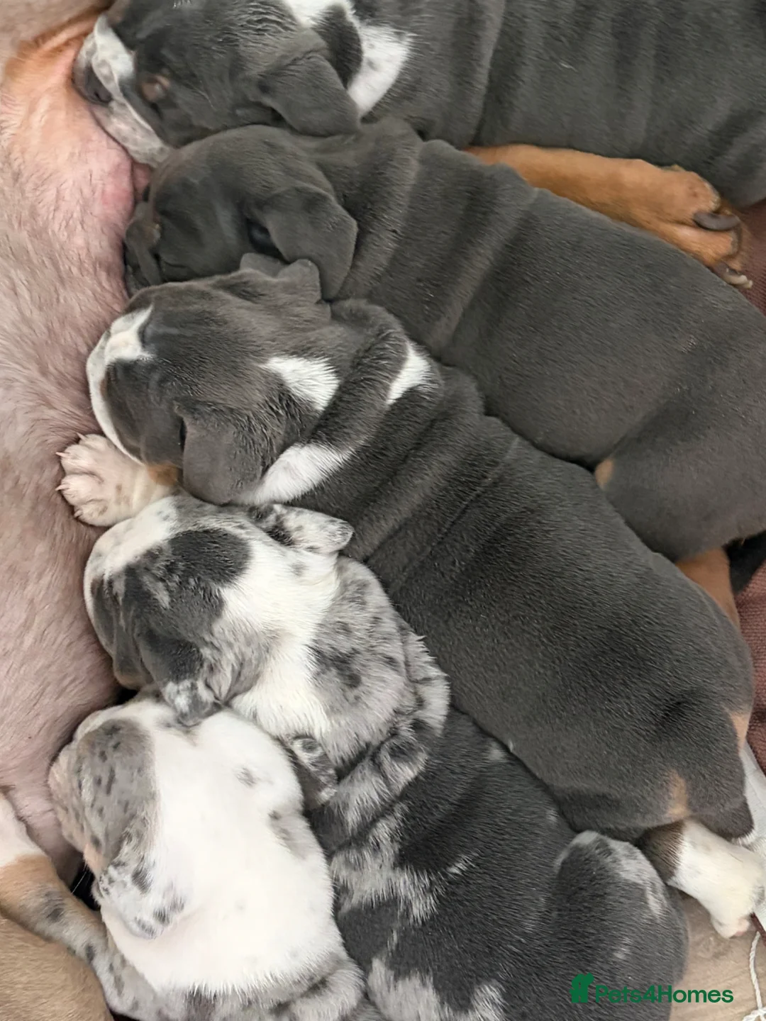Mixed Breed dogs for sale: Olde English bulldog puppies  in Durham - Advert 1