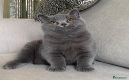 British Shorthair cats for sale: Lovely BSH  - Image 6