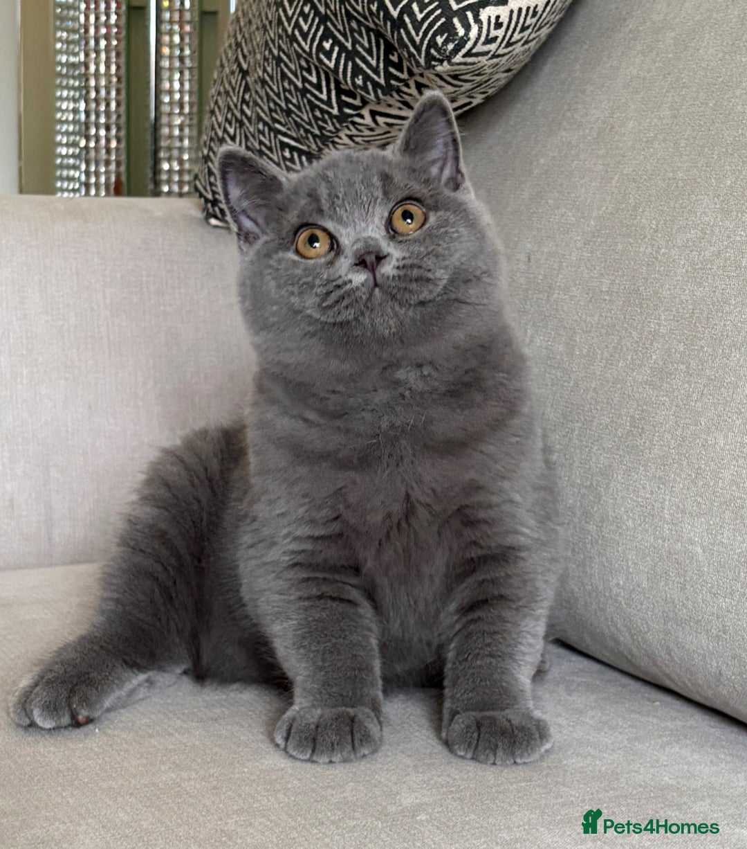 British Shorthair cats for sale: Lovely BSH  - Image 6