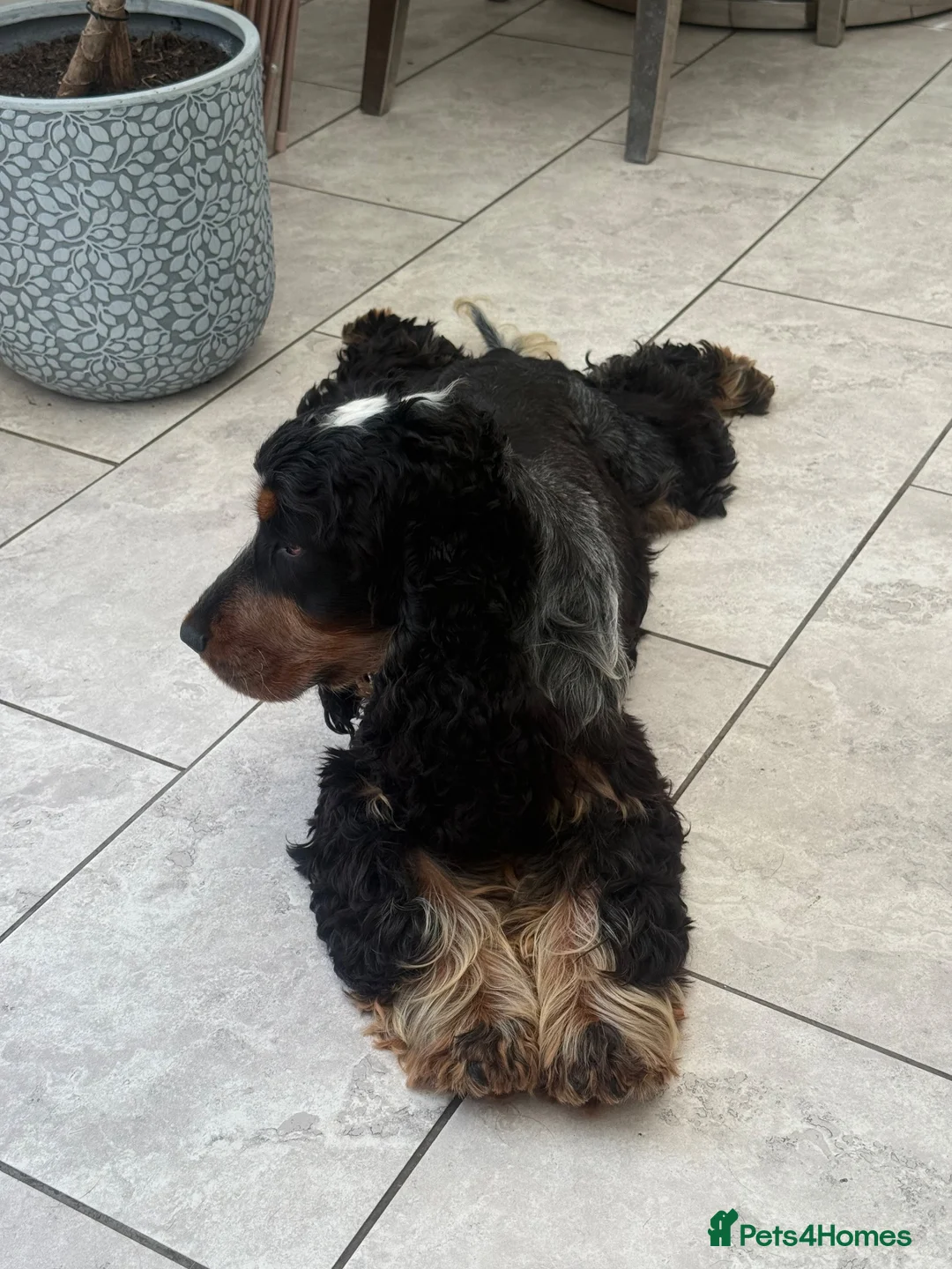 Cocker Spaniel dogs for sale: KC  Show cocker spaniel pups - Advert 2