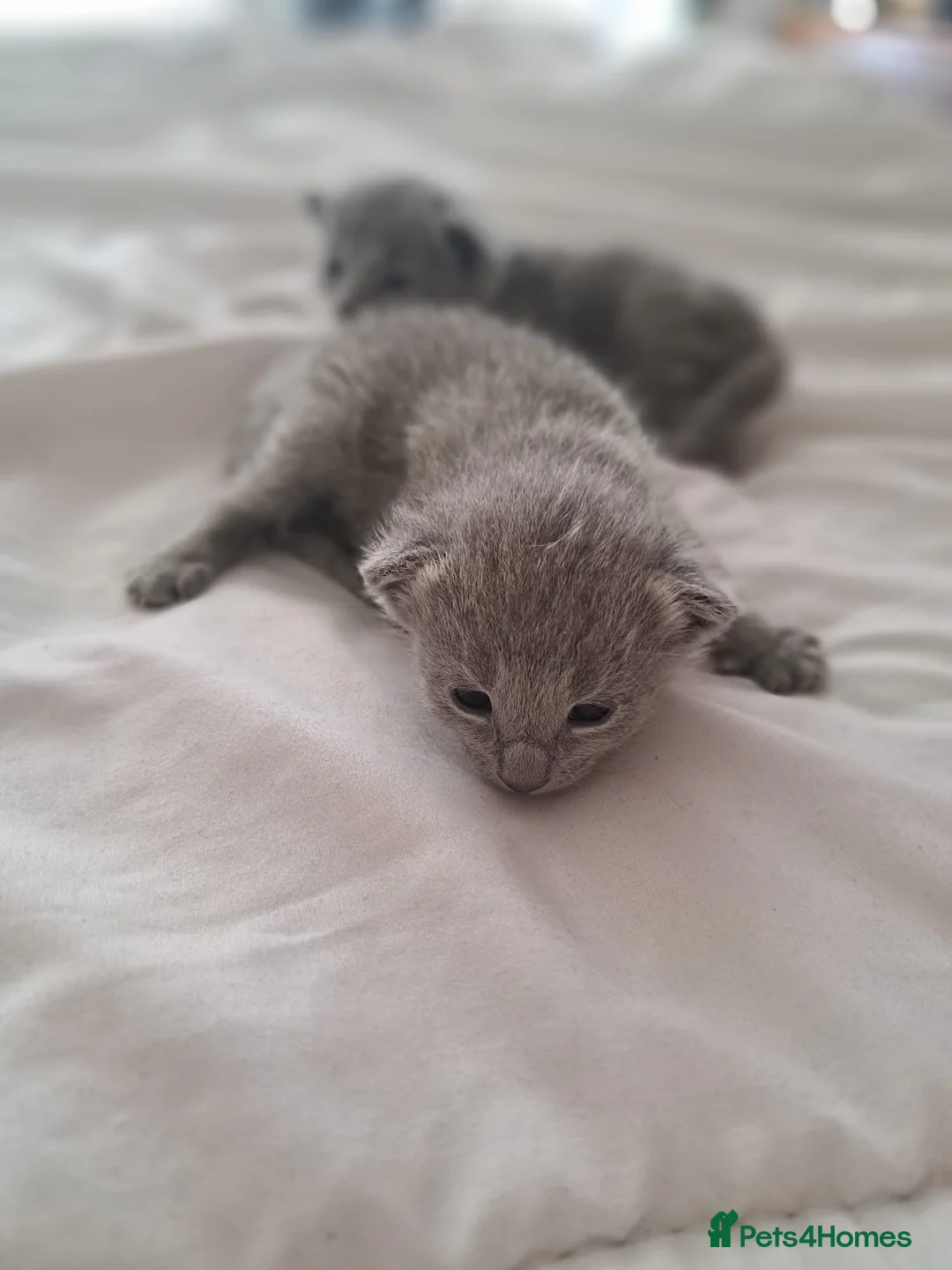 Russian Blue cats for sale: TICA 5* Pedigree Russian Blue Kittens - Advert 6