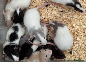 Rat rodents Baby Dumbo Rats FOR SALE - Advert 1