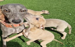 Mixed Breed dogs for sale: Whippet pups - Image 6