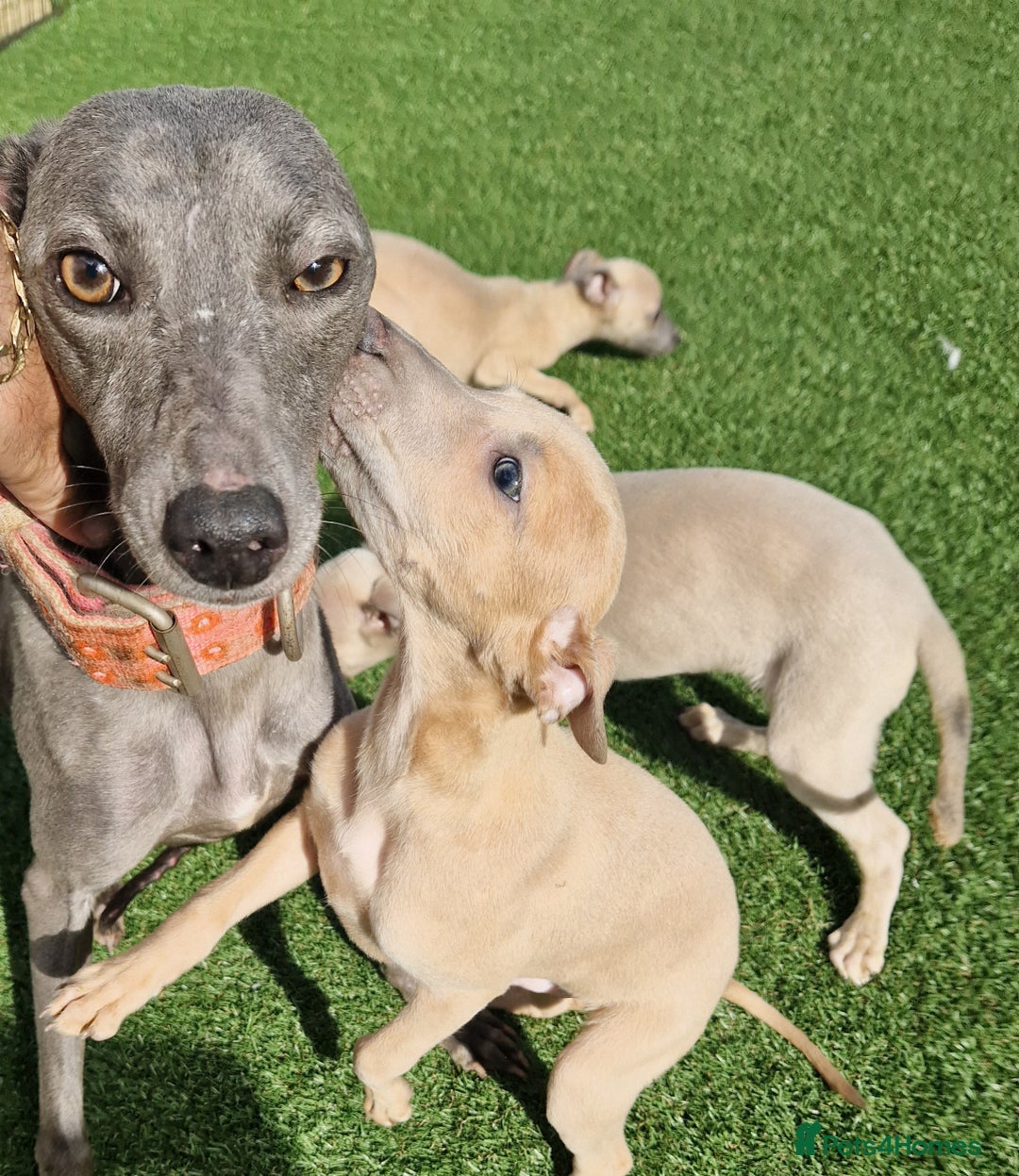Mixed Breed dogs for sale: Whippet pups - Image 6
