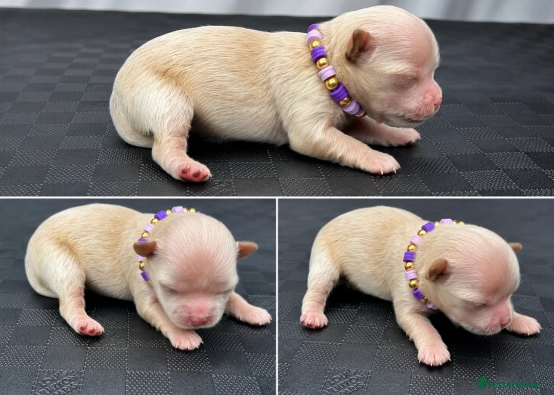 Maltipoo dogs for sale: Luxury Asian Maltipoo Girls 🩷  in Grays - Advert 38