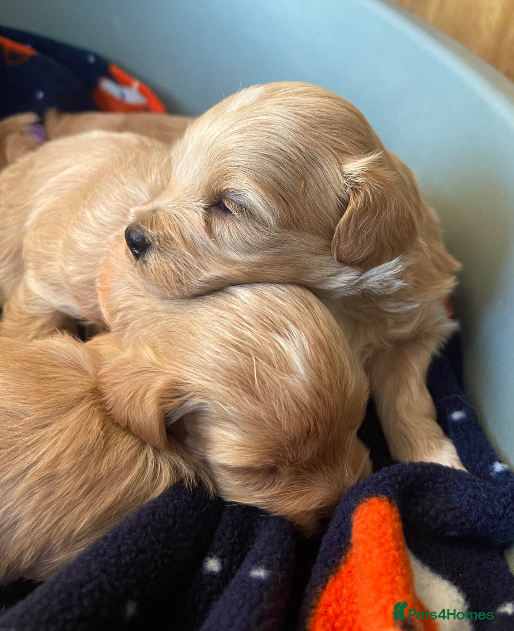 Maltipoo dogs Exquisite Maltipoo puppies kc health tested parent - Advert 15