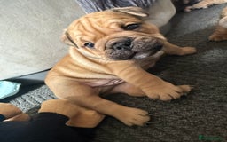 English Bulldog dogs for sale: Traditional English Bulldog Puppies  - Image 7