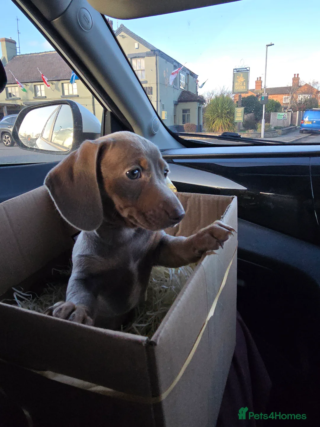 Miniature Dachshund dogs for sale: KC Miniature Shorthaired Dachshund! - Advert 7